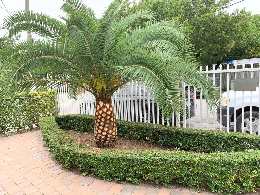 Affordable lawn mowing service for year-round maintenance in Miami, FL by Lenc Maintence