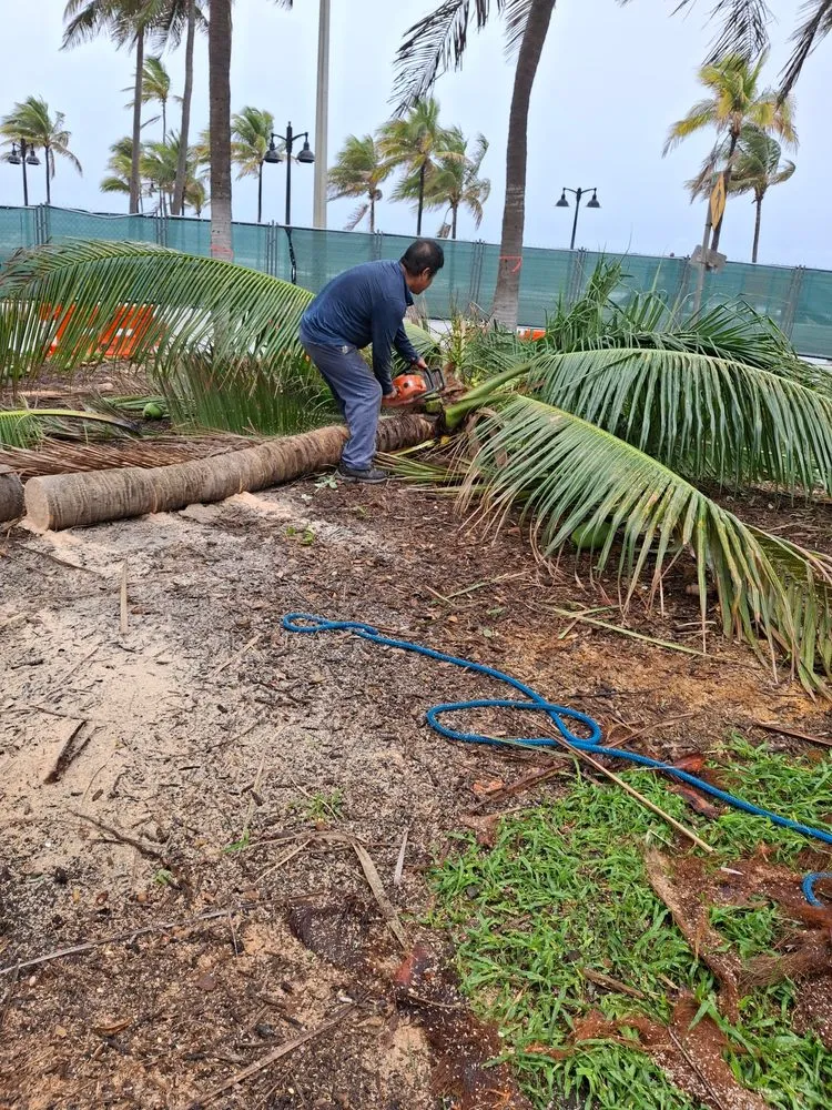 Reliable lawn care service experts serving Miami, FL - Lenc Maintence