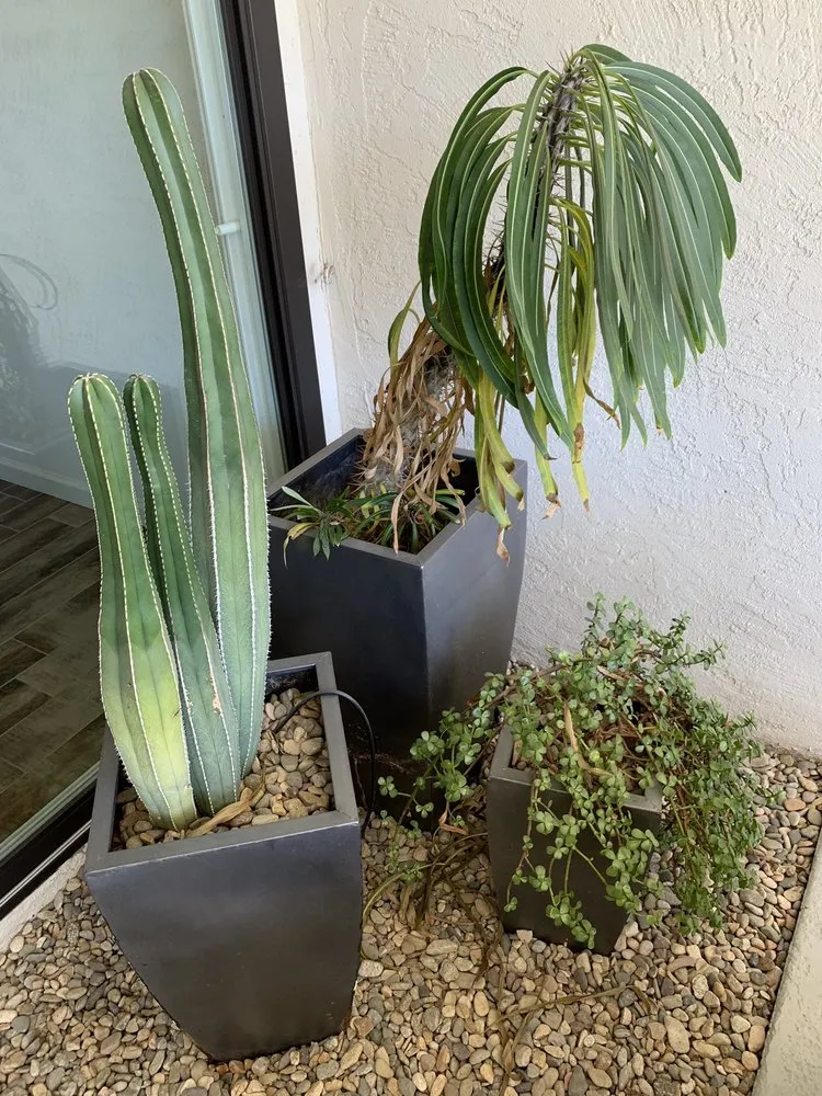 Trusted landscape design experts serving Desert Hot Springs, CA - Lendechy Landscape Service