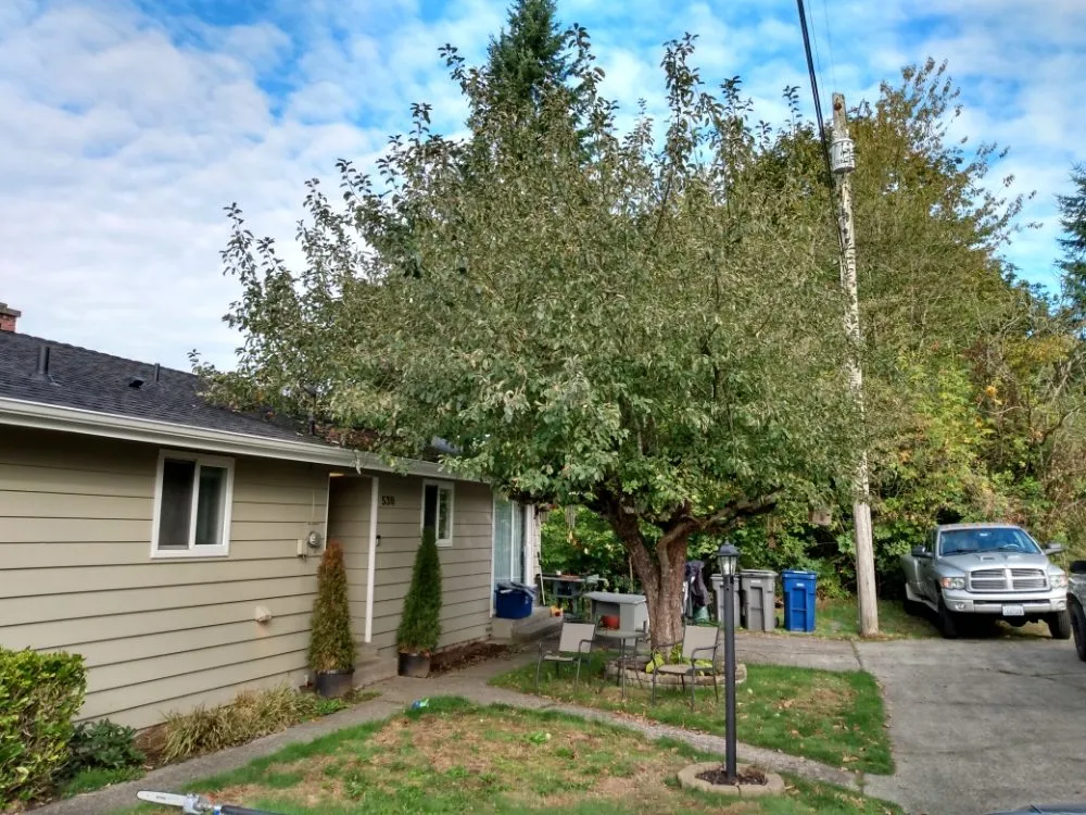 Top-rated yard cleanup service experts serving Granite Falls, WA - Lenker's Services