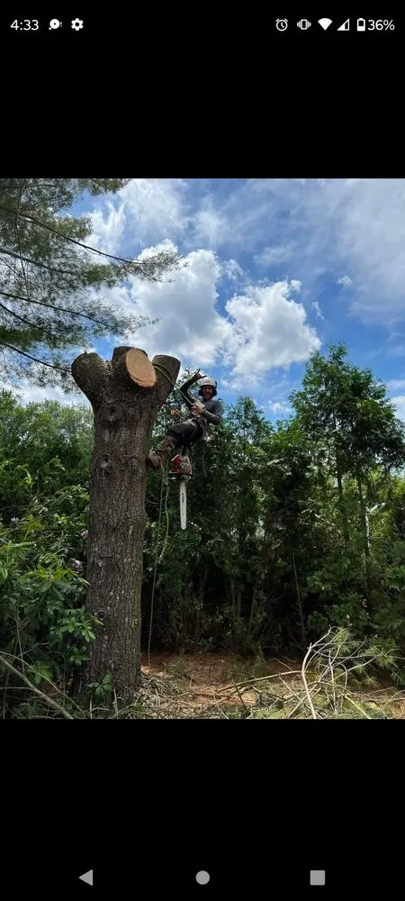 Custom yard cleanup service in Massillon, OH by Lennox Tree and Landscaping