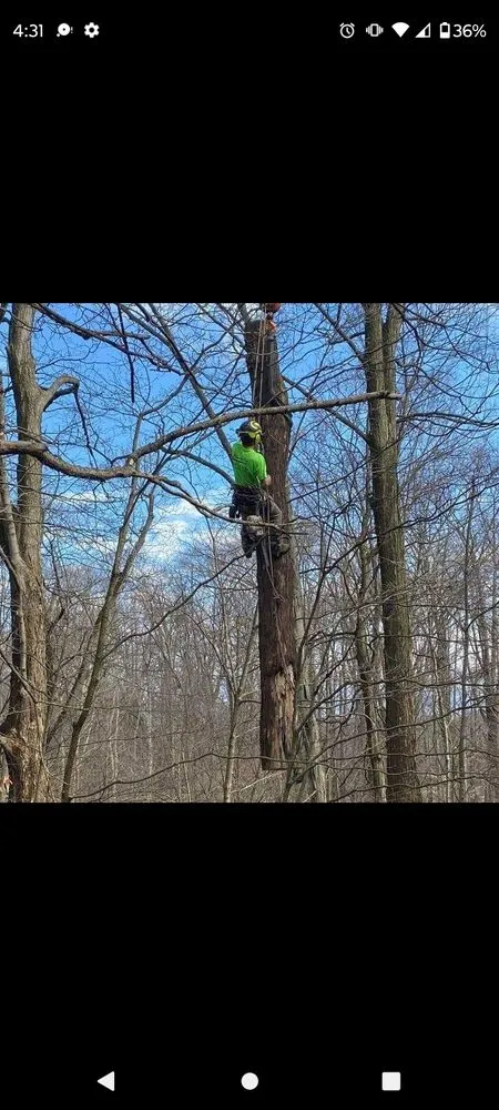 Affordable yard cleanup service for outdoor upgrades in Massillon, OH by Lennox Tree and Landscaping