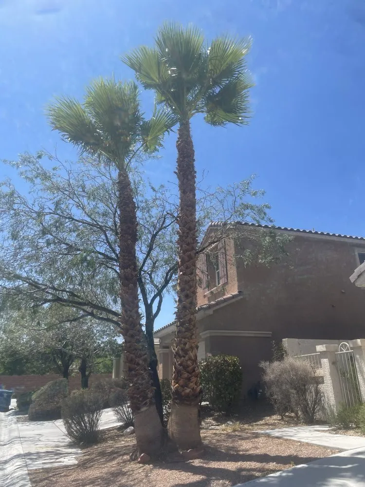 Reliable landscape design experts serving Las Vegas, NV - Leo Garcias Lawn Service