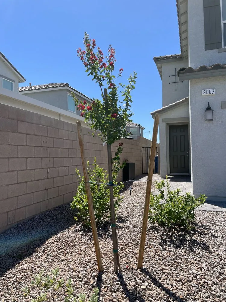 Professional residential landscaping for residential properties in Las Vegas, NV by Leo Garcias Lawn Service