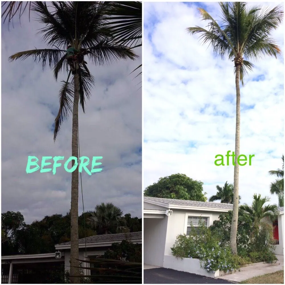 Top-rated landscape installation in Naples, FL by Leo Garden Care