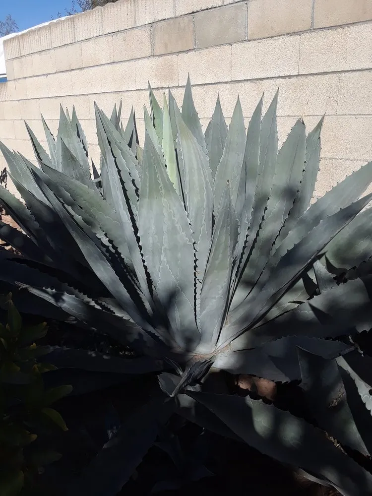 Affordable residential landscaping in Garden Grove, CA by Leo Landscape