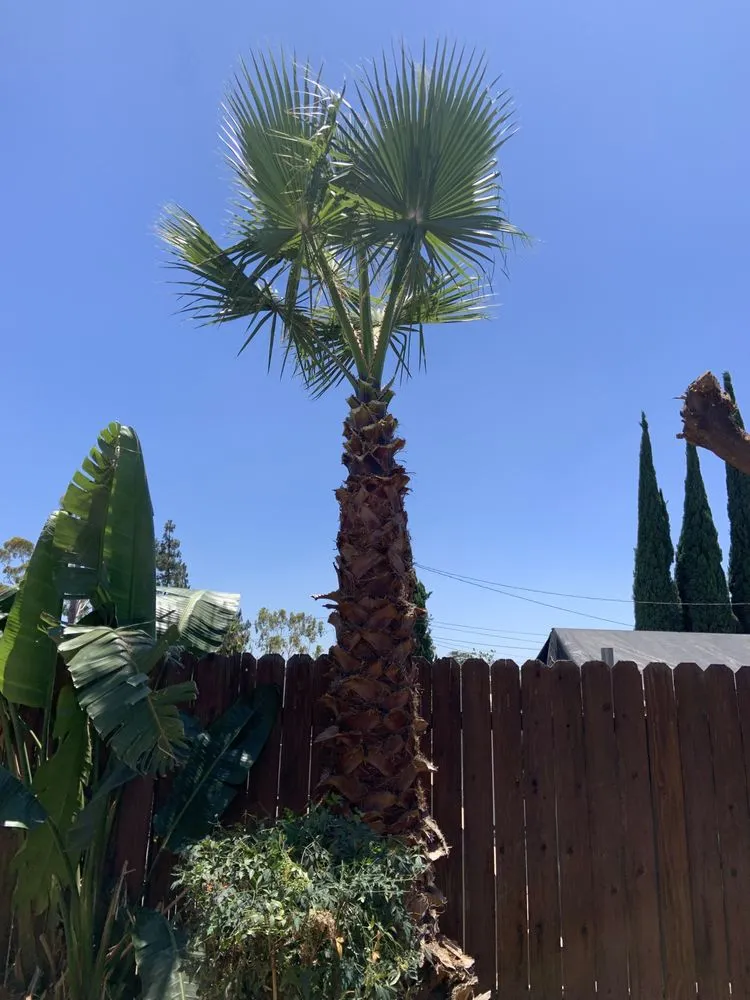 Trusted yard cleanup service near you in Jurupa Valley, CA by Leo Landscaping