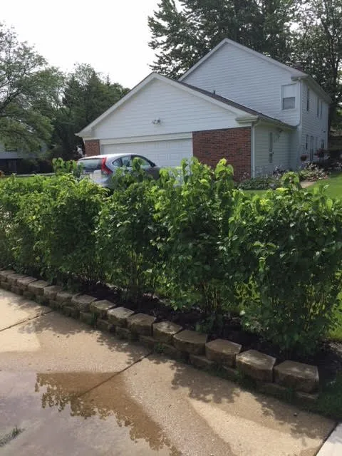 Affordable yard maintenance in Northbrook, IL - Leo Orlando Landscaping