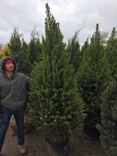 Local yard maintenance with custom design in Northbrook, IL by Leo Orlando Landscaping