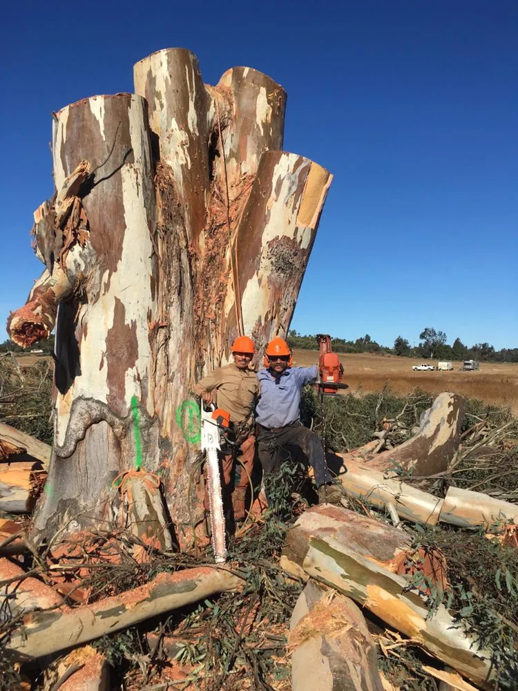 Custom landscape design for year-round maintenance in Rancho Santa Fe, CA by Leo Quiroz Tree Service and Landscaping