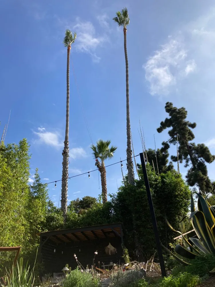 Trusted landscape installation for year-round maintenance across Rancho Santa Fe, CA - Leo Quiroz Tree Service and Landscaping
