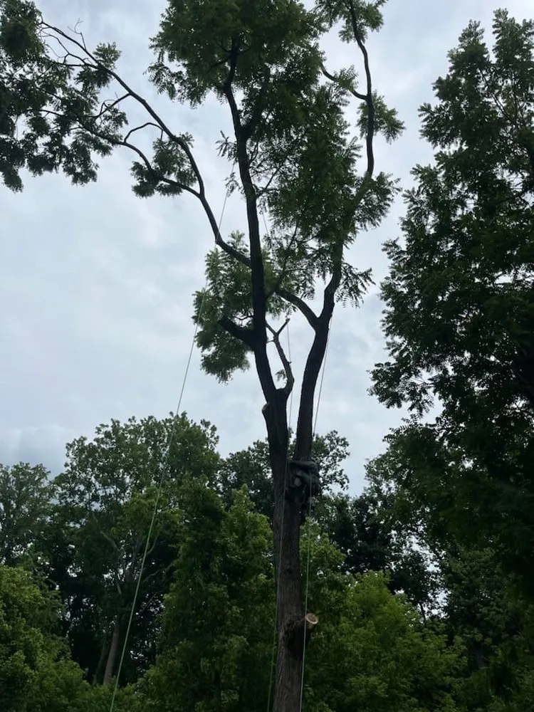 Custom yard maintenance experts serving Hatboro, PA - Leo Tree Landscaping