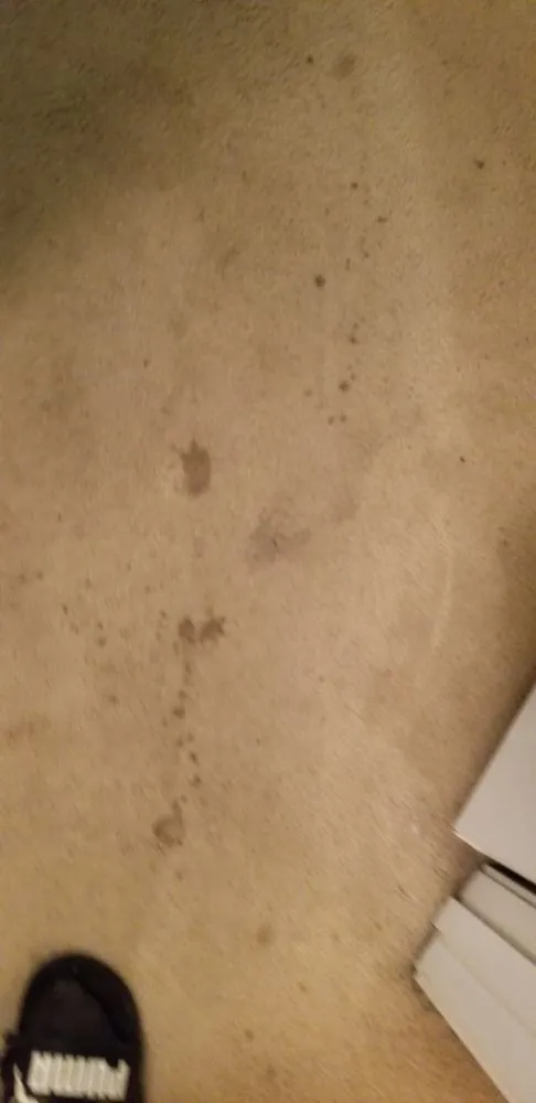 Custom yard maintenance experts serving Rock Hill, SC - Leoaries