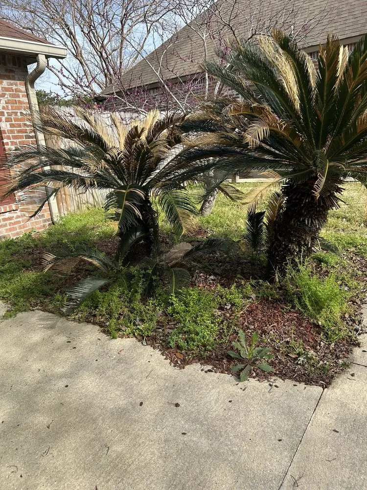 Local yard cleanup service in Baton Rouge, LA by Leon Donald Landscaping & Lawn Maintenance