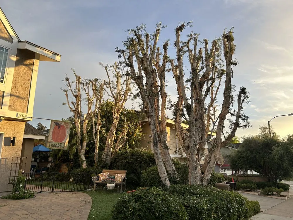 Top-rated lawn mowing service experts serving Santa Ana, CA - Leon