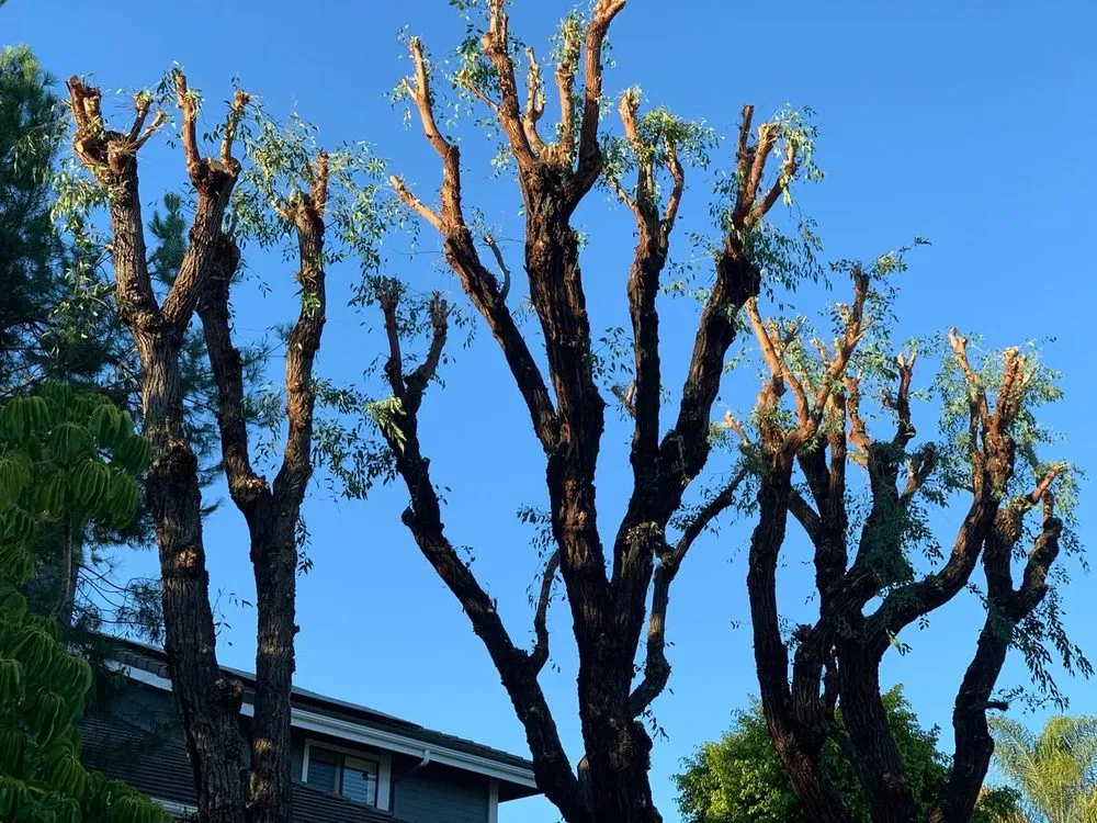 Local residential landscaping for homes across Santa Ana, CA - Leon