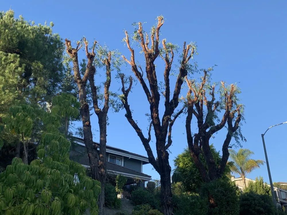 Affordable garden landscaping for outdoor upgrades in Santa Ana, CA by Leon