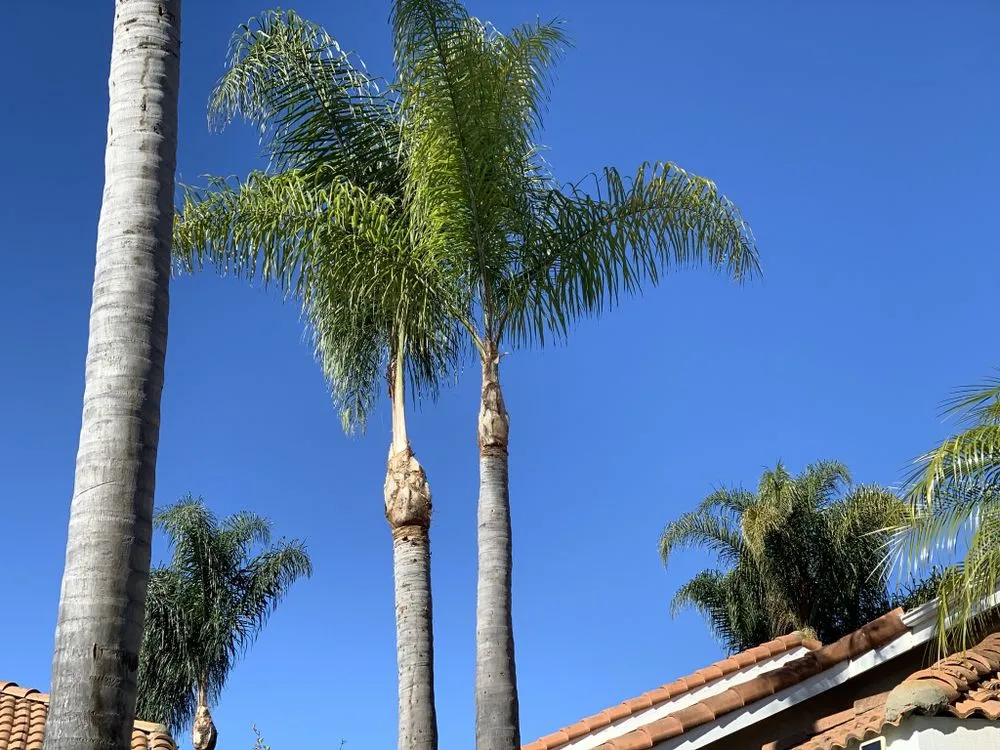 Reliable outdoor landscaping in Santa Ana, CA - Leon