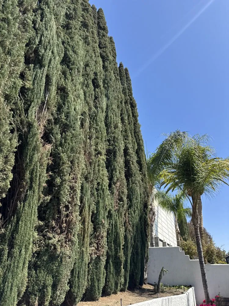 Affordable landscaping services near you across Santa Ana, CA - Leon