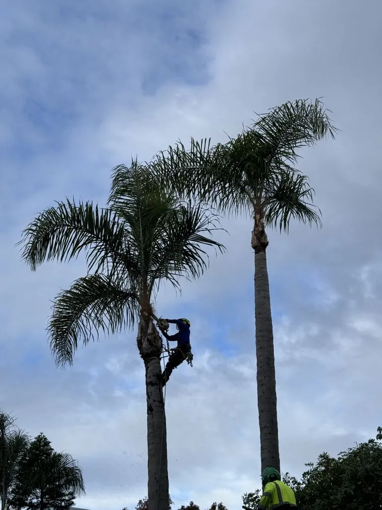 Reliable lawn mowing service in Santa Ana, CA by Leon