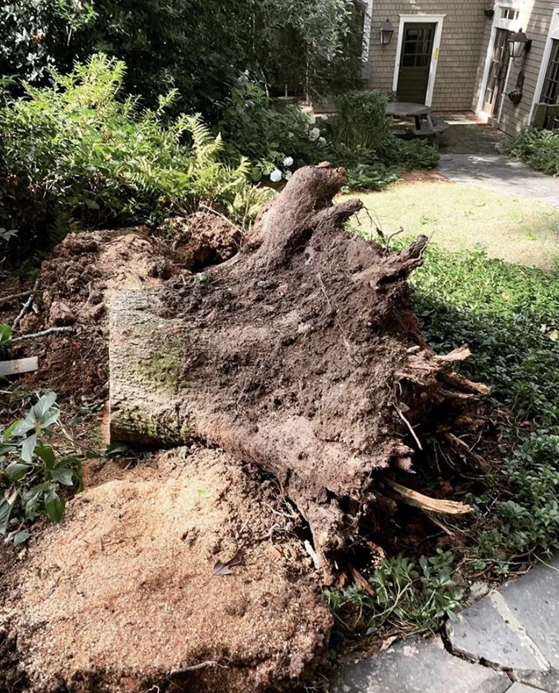 Affordable yard cleanup service experts serving Marietta, GA - Leon Stump Grinding