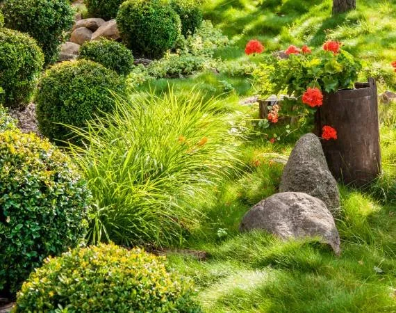 Professional lawn care service in Encinitas, CA by Leonardes Landscaping