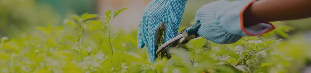 Custom residential landscaping for beautiful yards across Encinitas, CA - Leonardes Landscaping