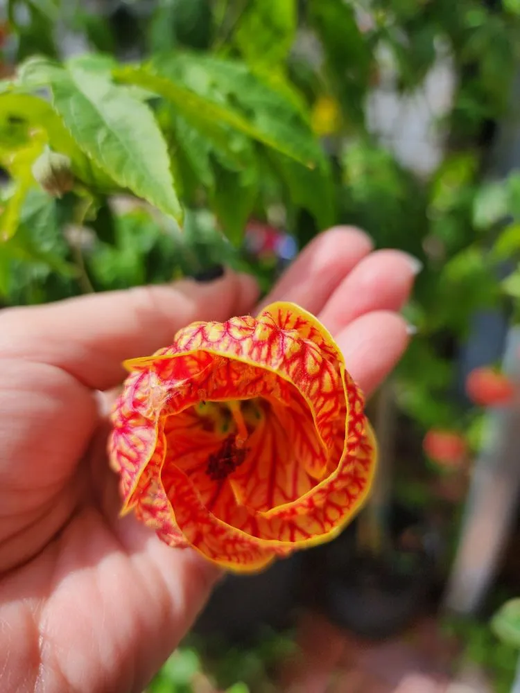 Affordable lawn mowing service in Saint Augustine, FL by Leonardi's Nursery Landscaping & Irrigation