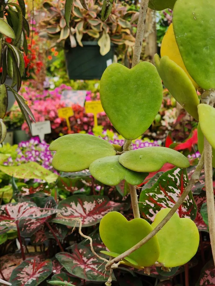 Reliable yard cleanup service in Saint Augustine, FL by Leonardi's Nursery Landscaping & Irrigation