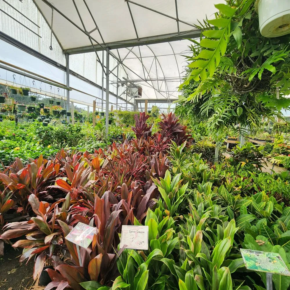 Custom yard maintenance in Saint Augustine, FL by Leonardi's Nursery Landscaping & Irrigation