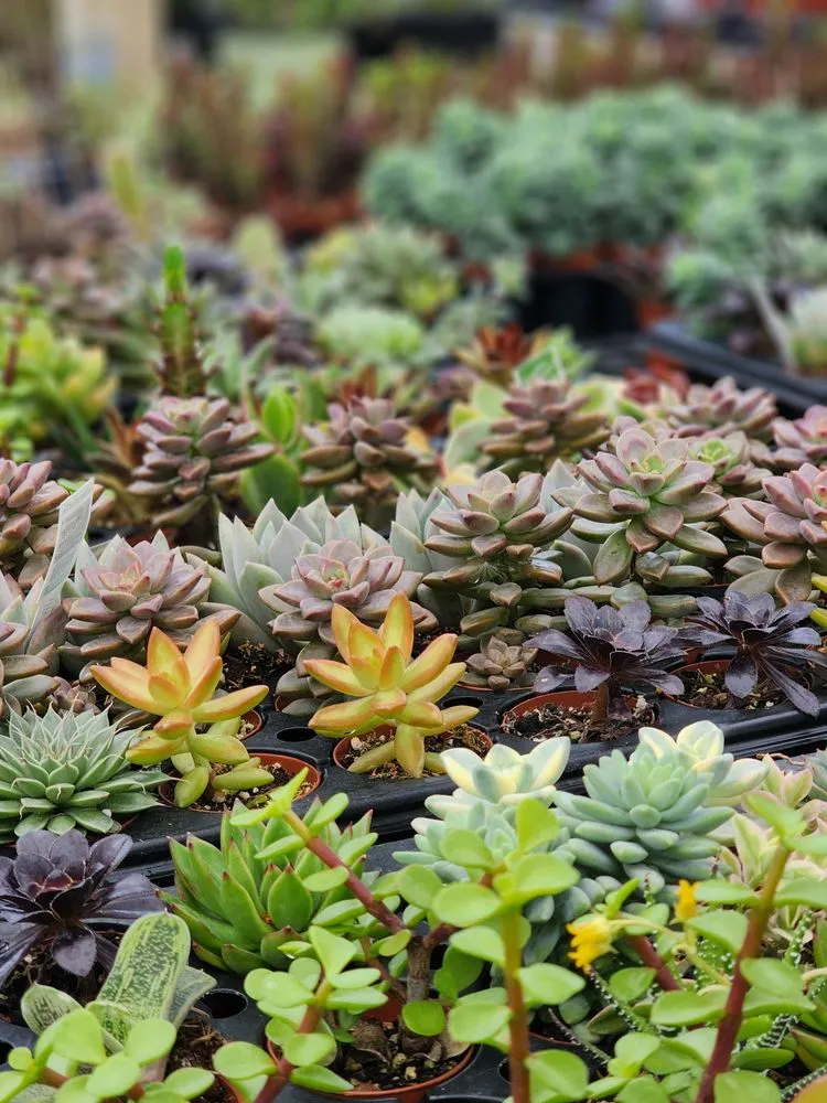 Local residential landscaping in Saint Augustine, FL - Leonardi's Nursery Landscaping & Irrigation