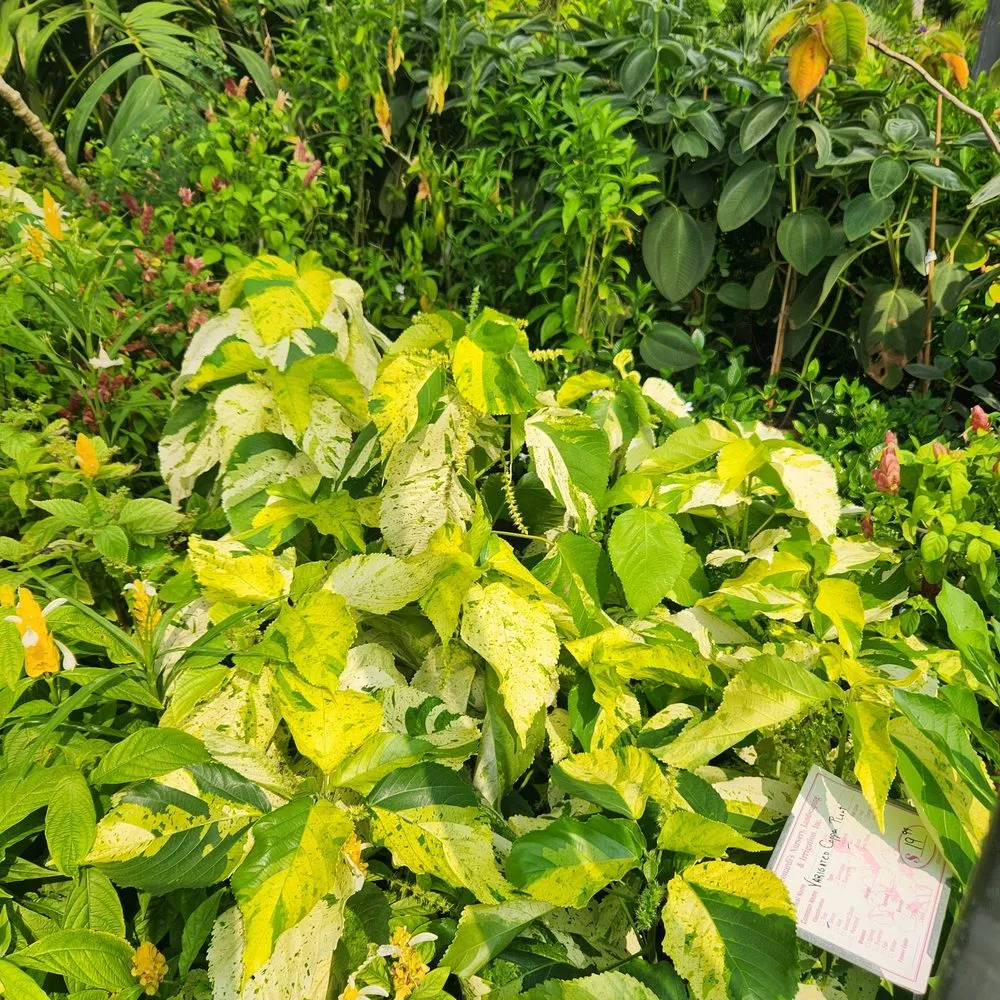 Custom lawn care service in Saint Augustine, FL - Leonardi's Nursery Landscaping & Irrigation