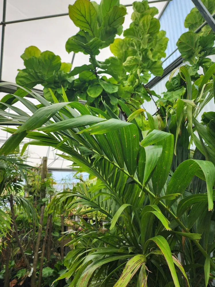 Local yard maintenance for beautiful yards across Saint Augustine, FL - Leonardi's Nursery Landscaping & Irrigation