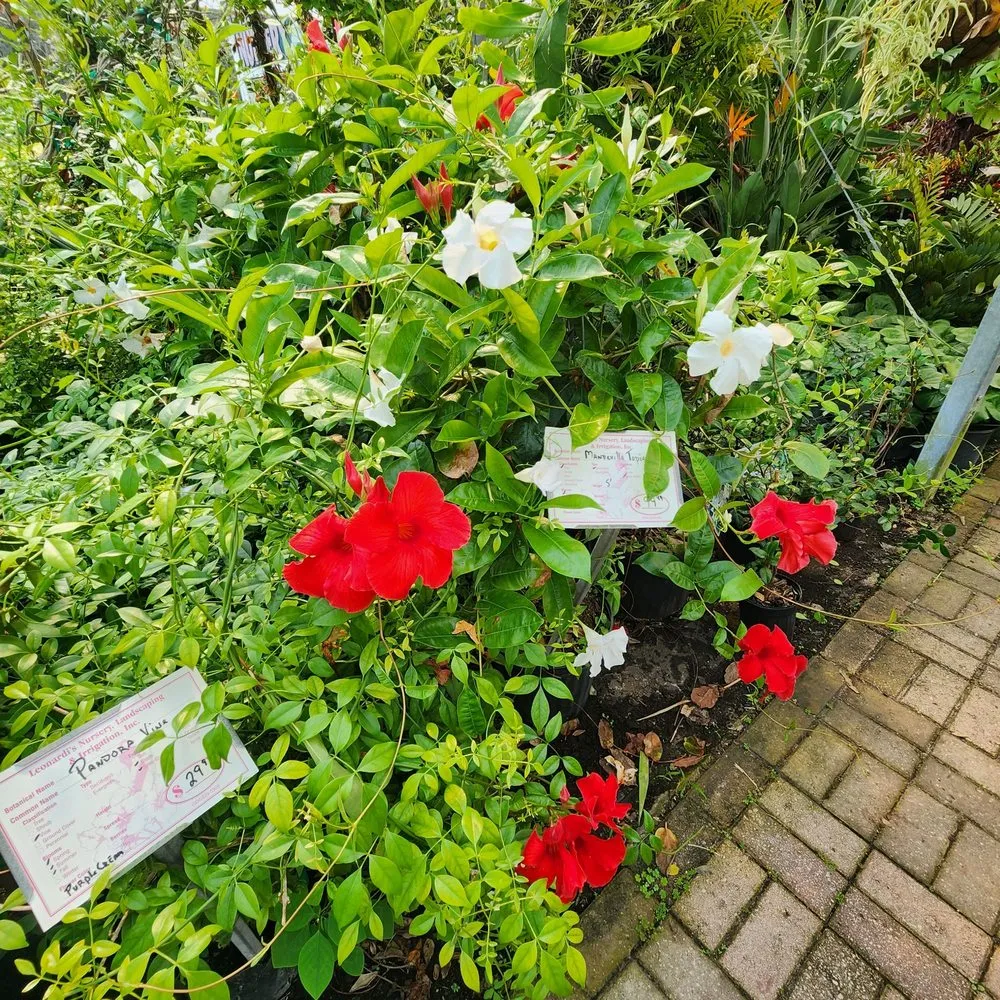 Affordable lawn mowing service for beautiful yards across Saint Augustine, FL - Leonardi's Nursery Landscaping & Irrigation