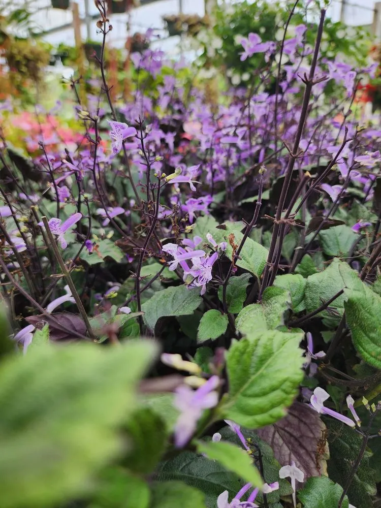 Local yard maintenance experts serving Saint Augustine, FL - Leonardi's Nursery Landscaping & Irrigation