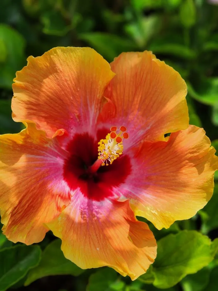 Professional garden landscaping in Saint Augustine, FL - Leonardi's Nursery Landscaping & Irrigation