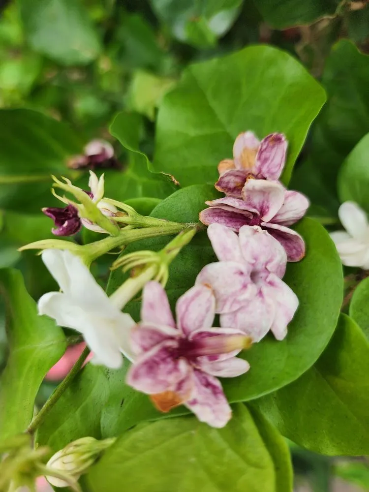 Professional lawn care service experts serving Saint Augustine, FL - Leonardi's Nursery Landscaping & Irrigation