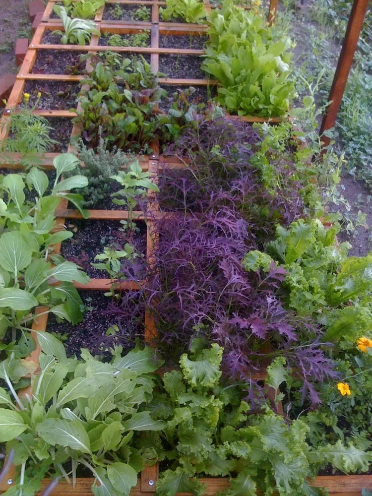 Expert landscaping services in Los Angeles, CA by Leonardo Chalupowicz Studio