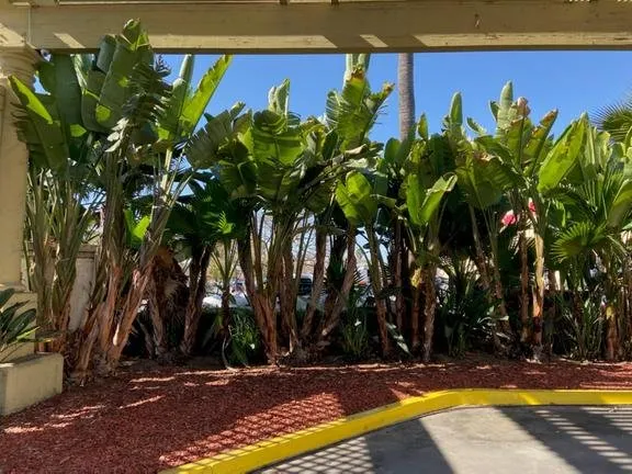 Top-rated yard cleanup service for residential properties across Escondido, CA - Leonardo's Landscaping