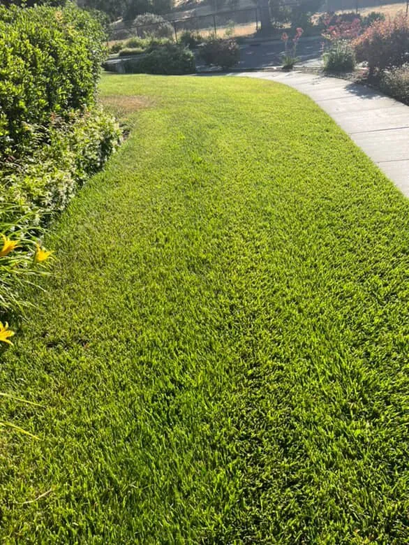 Top-rated yard cleanup service experts serving San Jose, CA - Leonel’s Garden Services