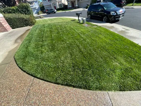 Professional yard cleanup service for year-round maintenance across San Jose, CA - Leonel’s Garden Services