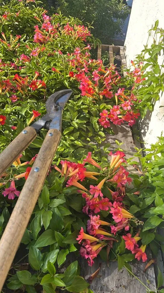 Custom landscape installation near you in San Jose, CA by Leonel’s Garden Services