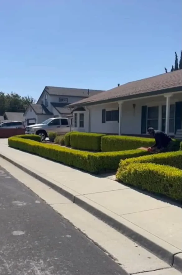 Affordable lawn mowing service in San Jose, CA - Leonel’s Garden Services