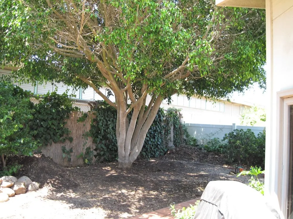 Reliable lawn mowing service experts serving Rancho santa Fe, CA - Leonel's Tree Service And Landscaping