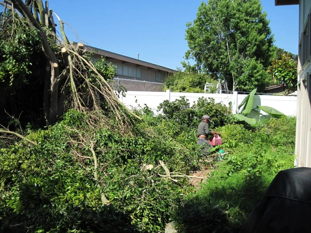 Professional lawn care service experts serving Rancho santa Fe, CA - Leonel's Tree Service And Landscaping