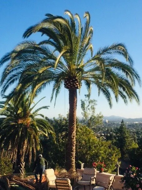Trusted outdoor landscaping in Rancho santa Fe, CA - Leonel's Tree Service And Landscaping