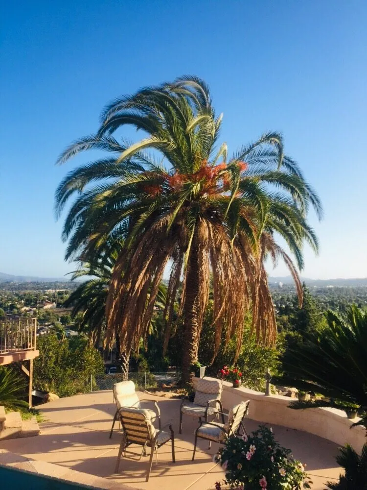 Expert landscape design experts serving Rancho santa Fe, CA - Leonel's Tree Service And Landscaping