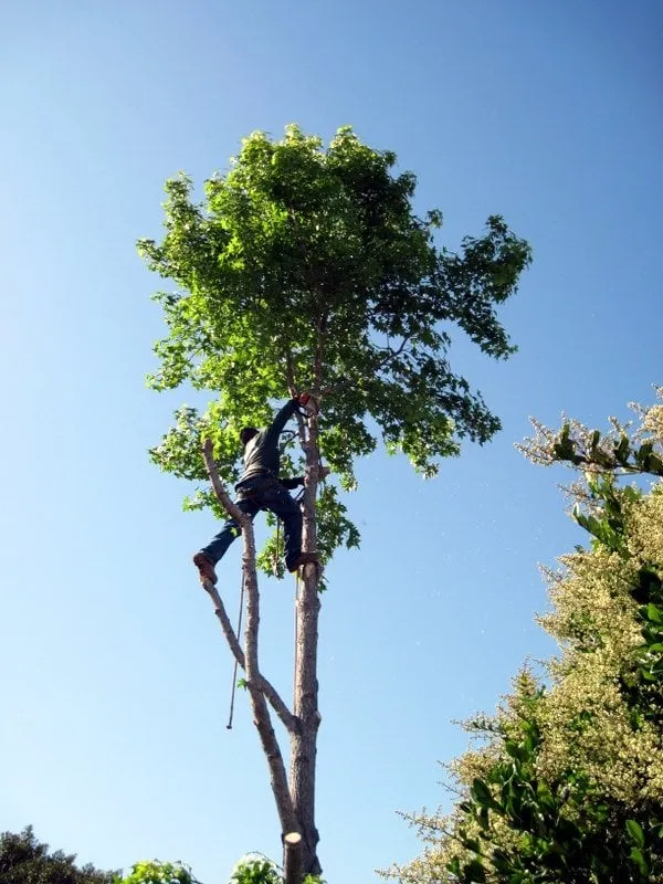 Custom residential landscaping in Rancho santa Fe, CA by Leonel's Tree Service And Landscaping
