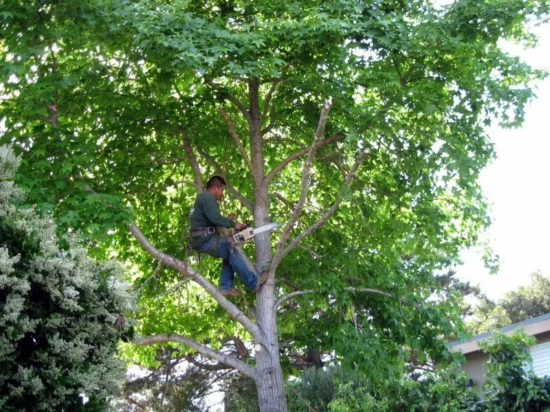 Reliable landscape design for homes across Rancho santa Fe, CA - Leonel's Tree Service And Landscaping