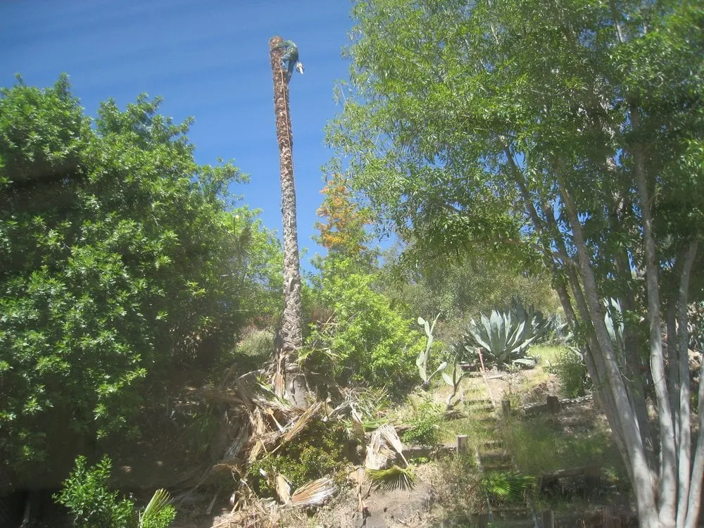 Expert landscape design in Rancho santa Fe, CA by Leonel's Tree Service And Landscaping